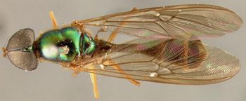 Media type: image;   Entomology 12541 Aspect: habitus dorsal view
